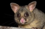 possum